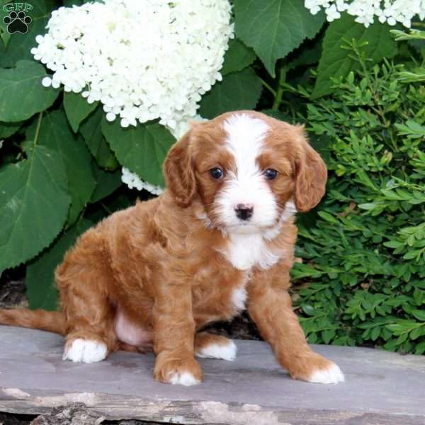 Kisses, Cavapoo Puppy